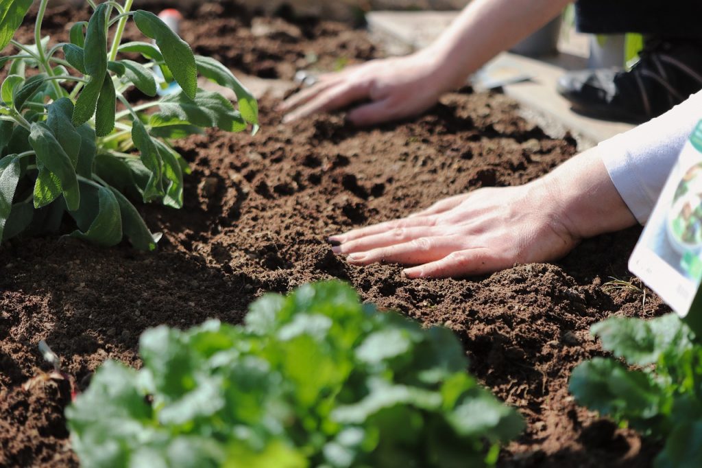 dicas de jardinagem