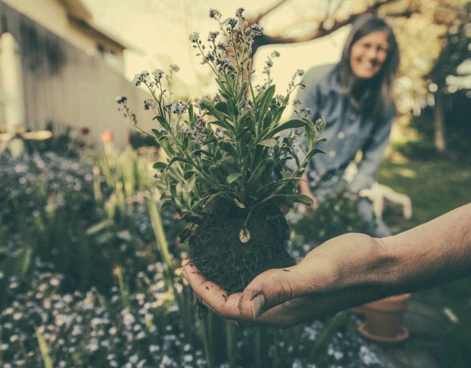 dicas de jardinagem para o inverno